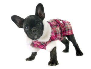  The Best Winter Coats for French Bulldogs Keep Your Frenchie Warm all Winter.jpg