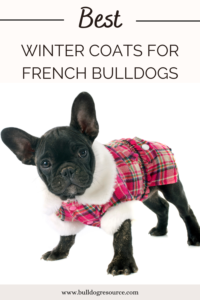 best coats for french bulldogs winter jacket